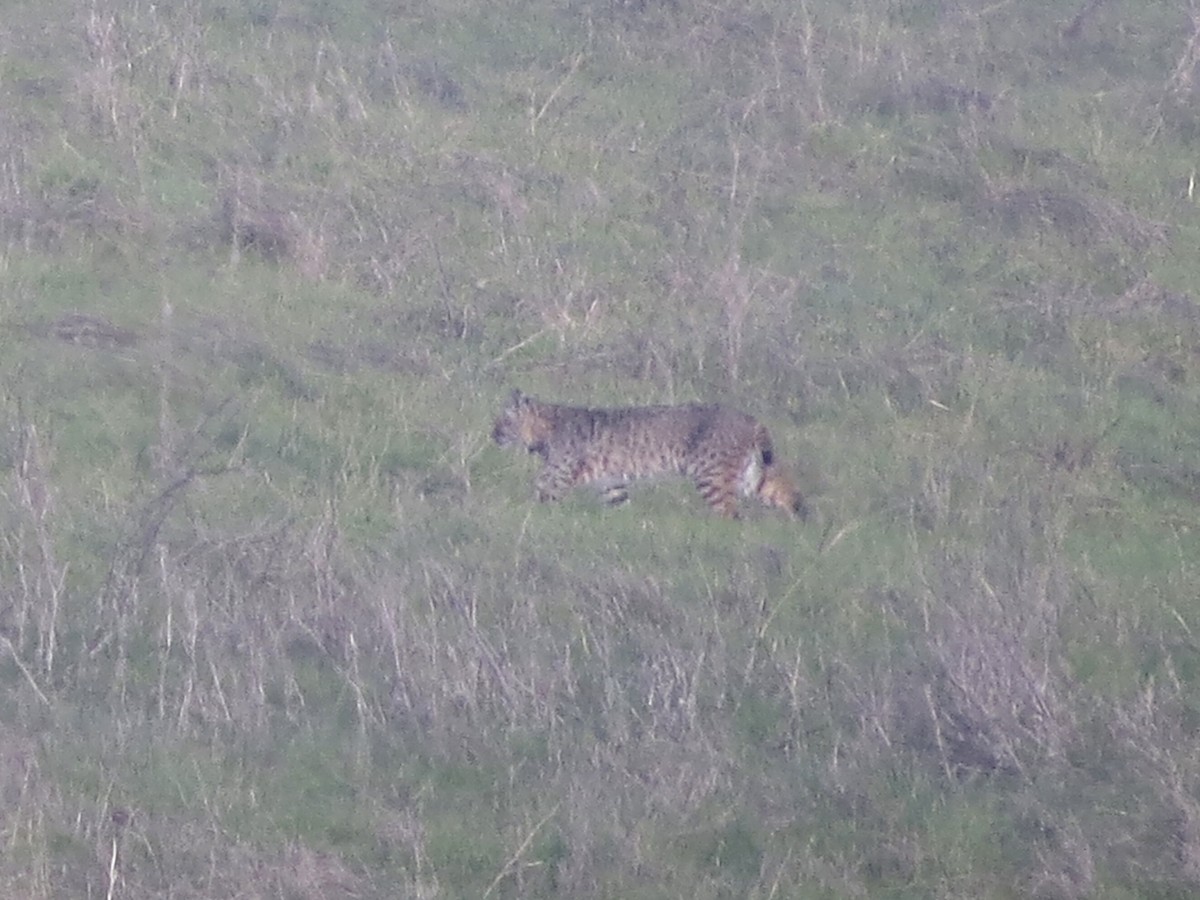 Animals - ML646556590