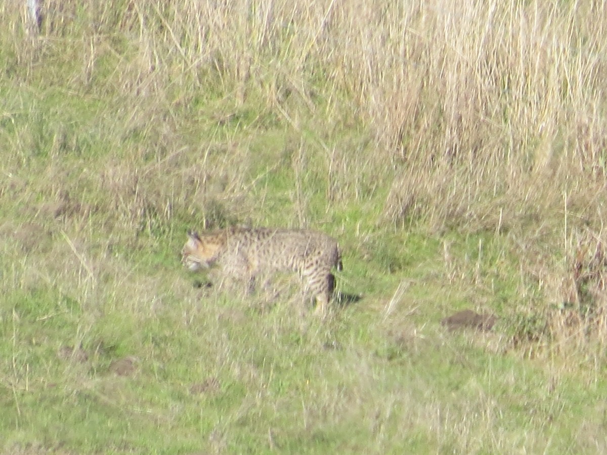 Animals - ML646556591