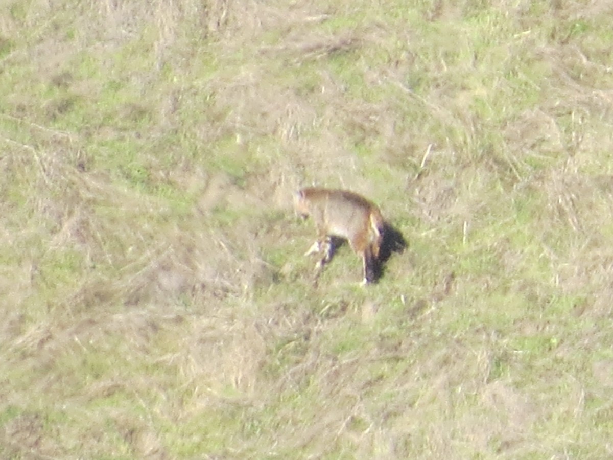 Animals - ML646556593