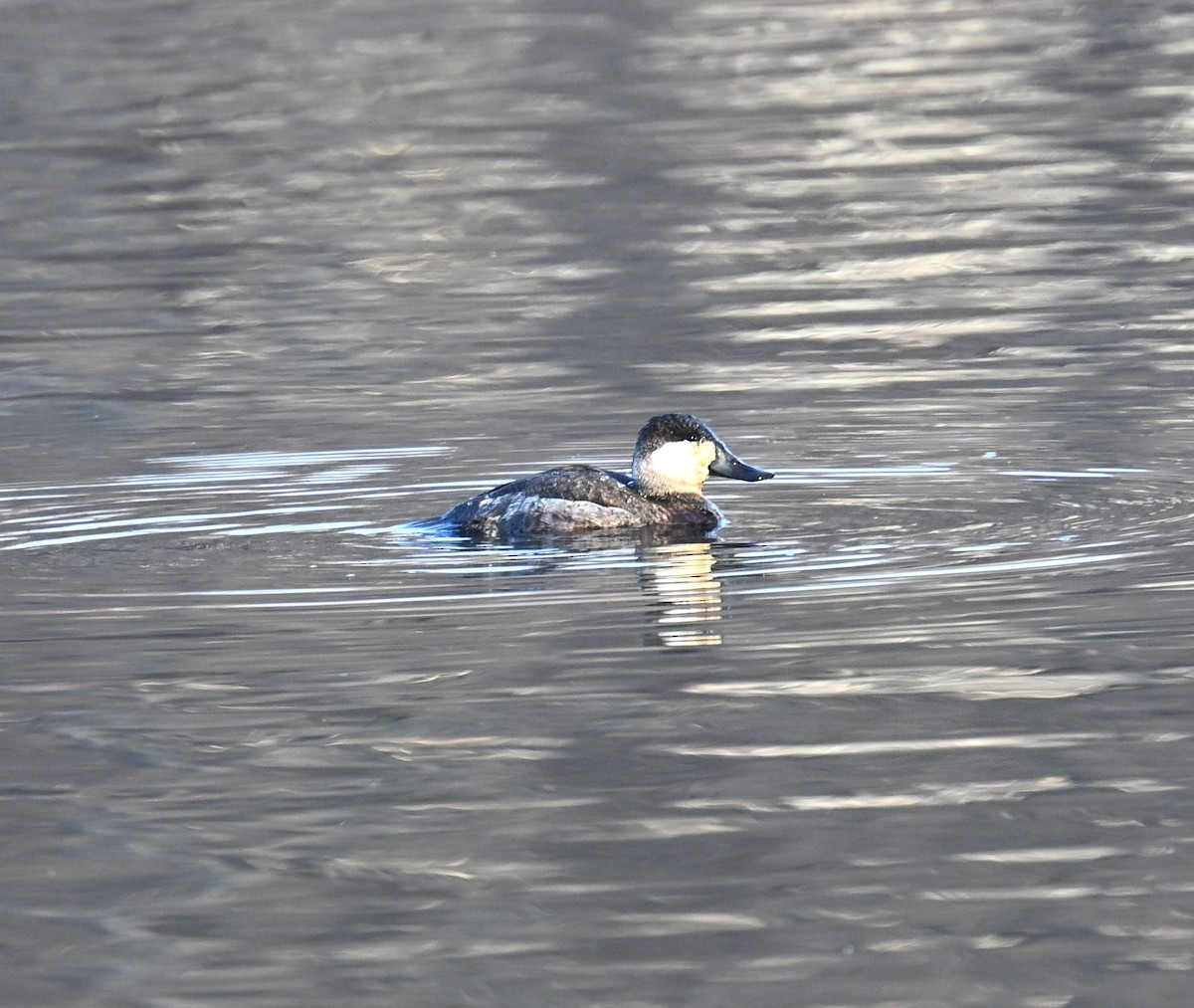 アカオタテガモ - ML646556594