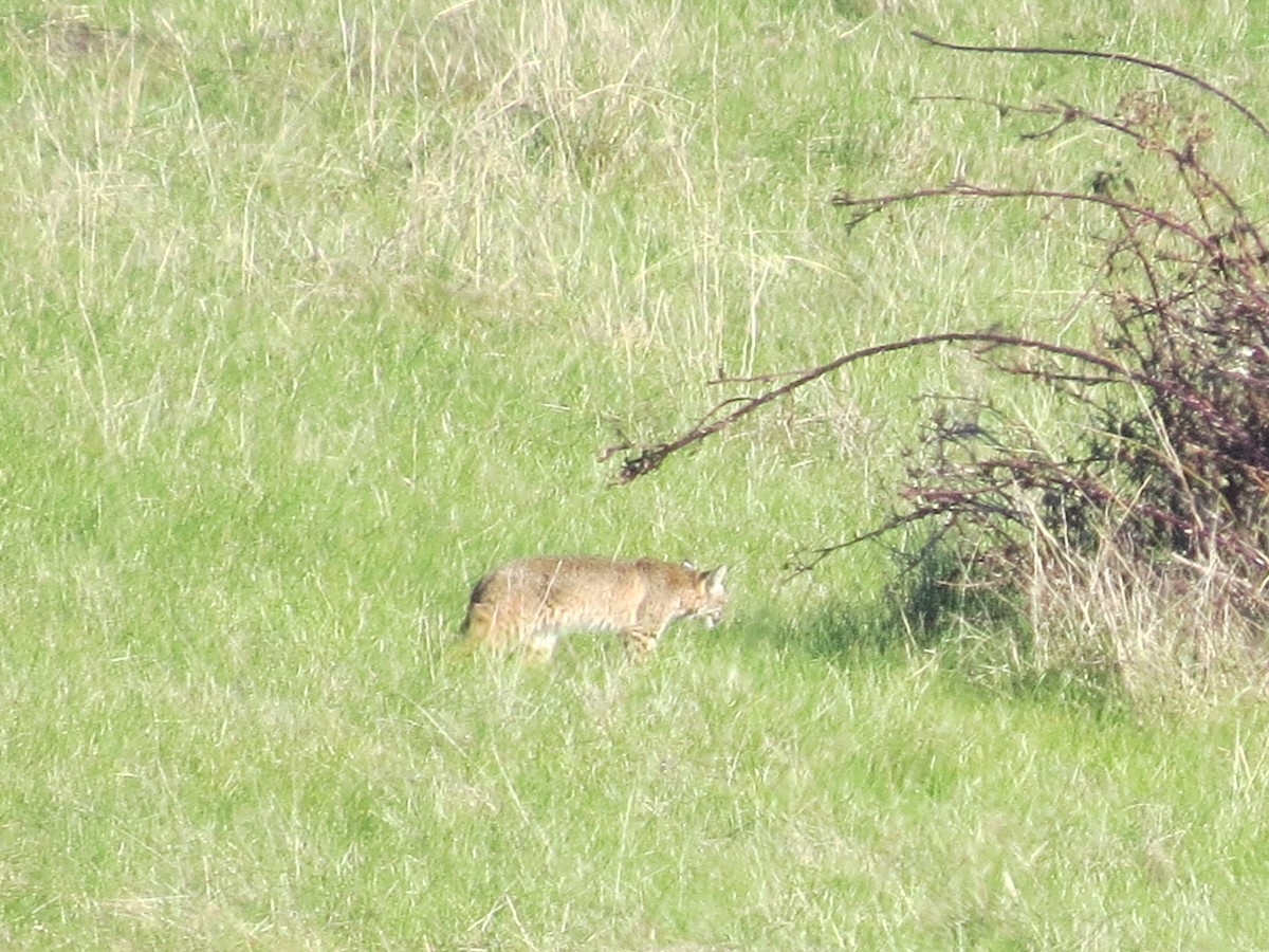 Animals - ML646556600