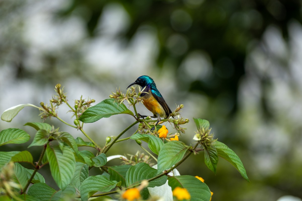 Variable Sunbird (Orange-chested) - ML646556601