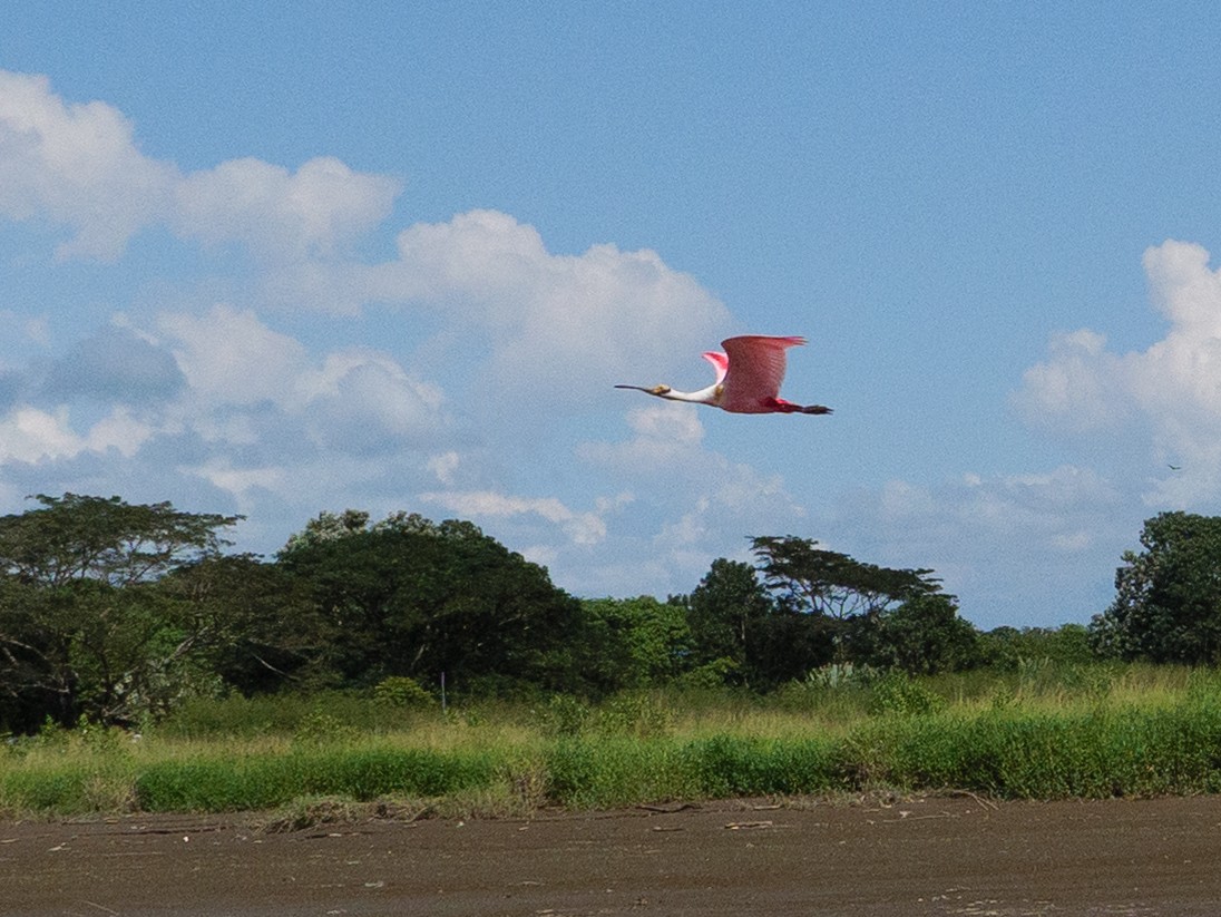 Roseate Spoonbill - ML646556602