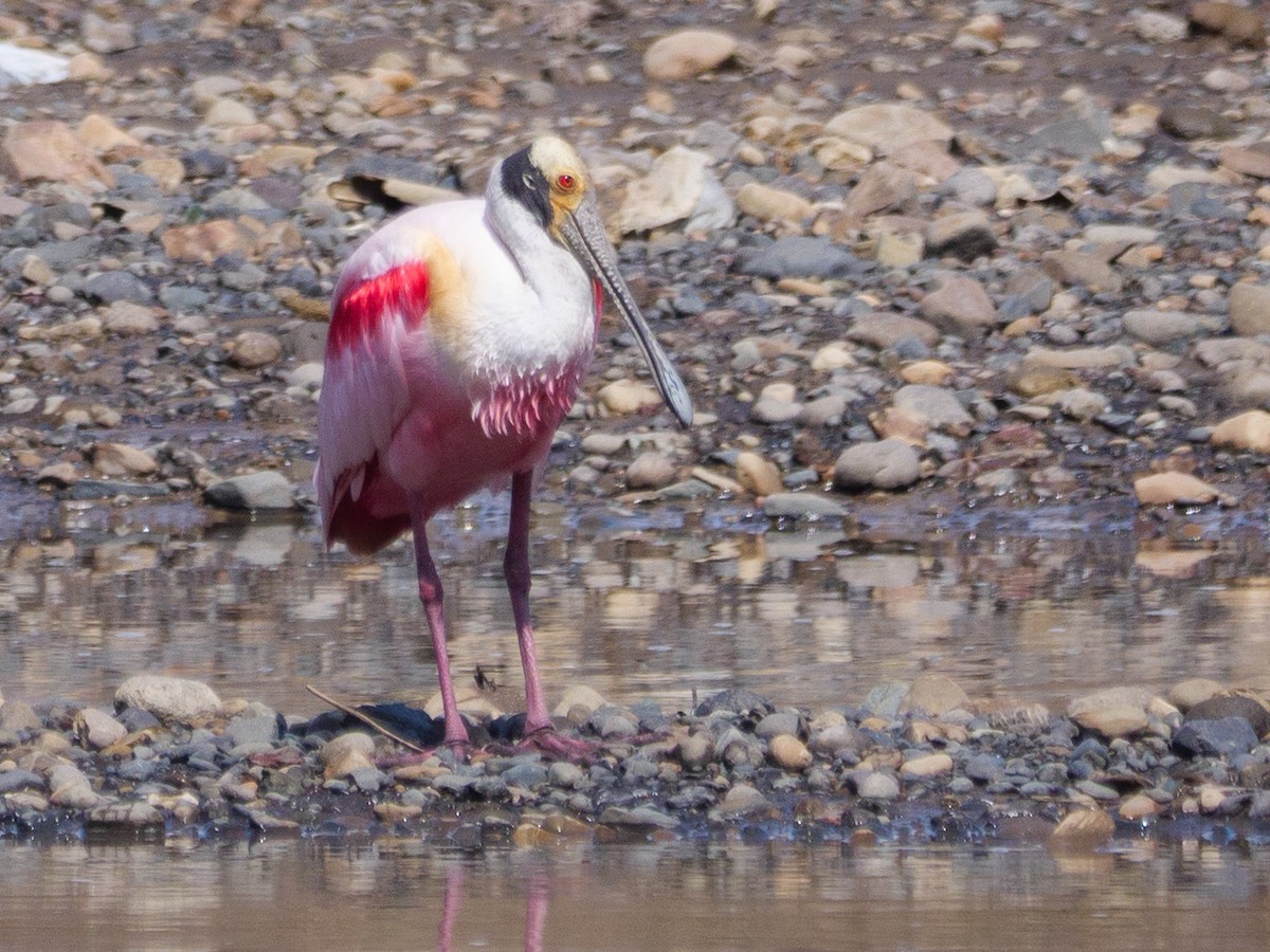 Roseate Spoonbill - ML646556603