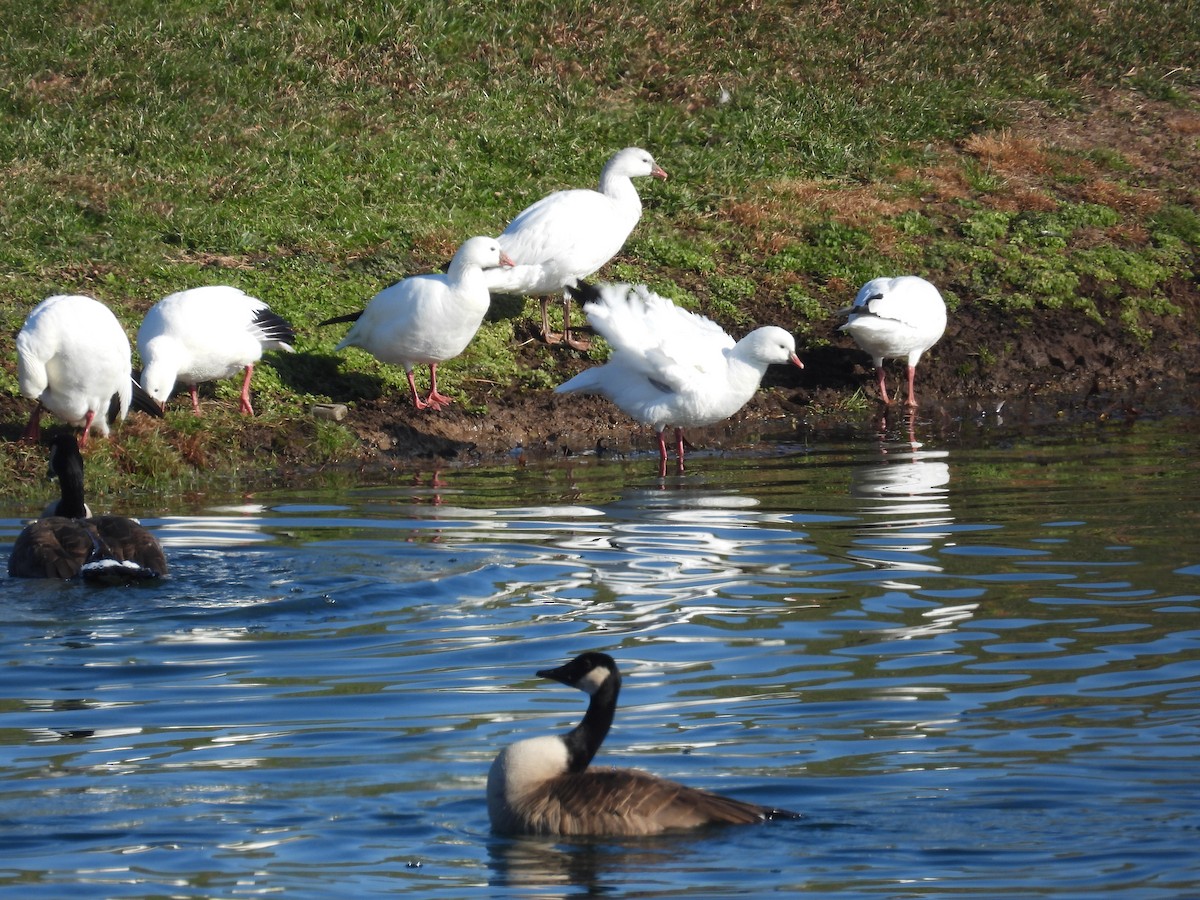 Ross's Goose - ML646556605