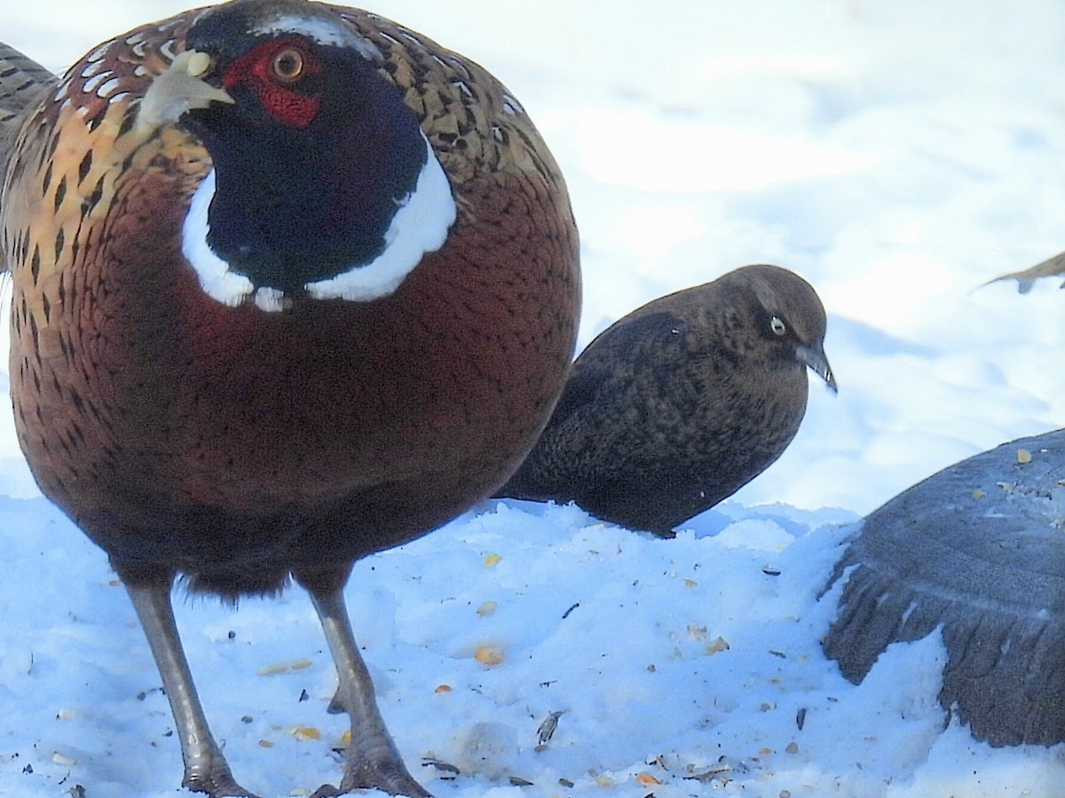 Rusty Blackbird - ML646556606