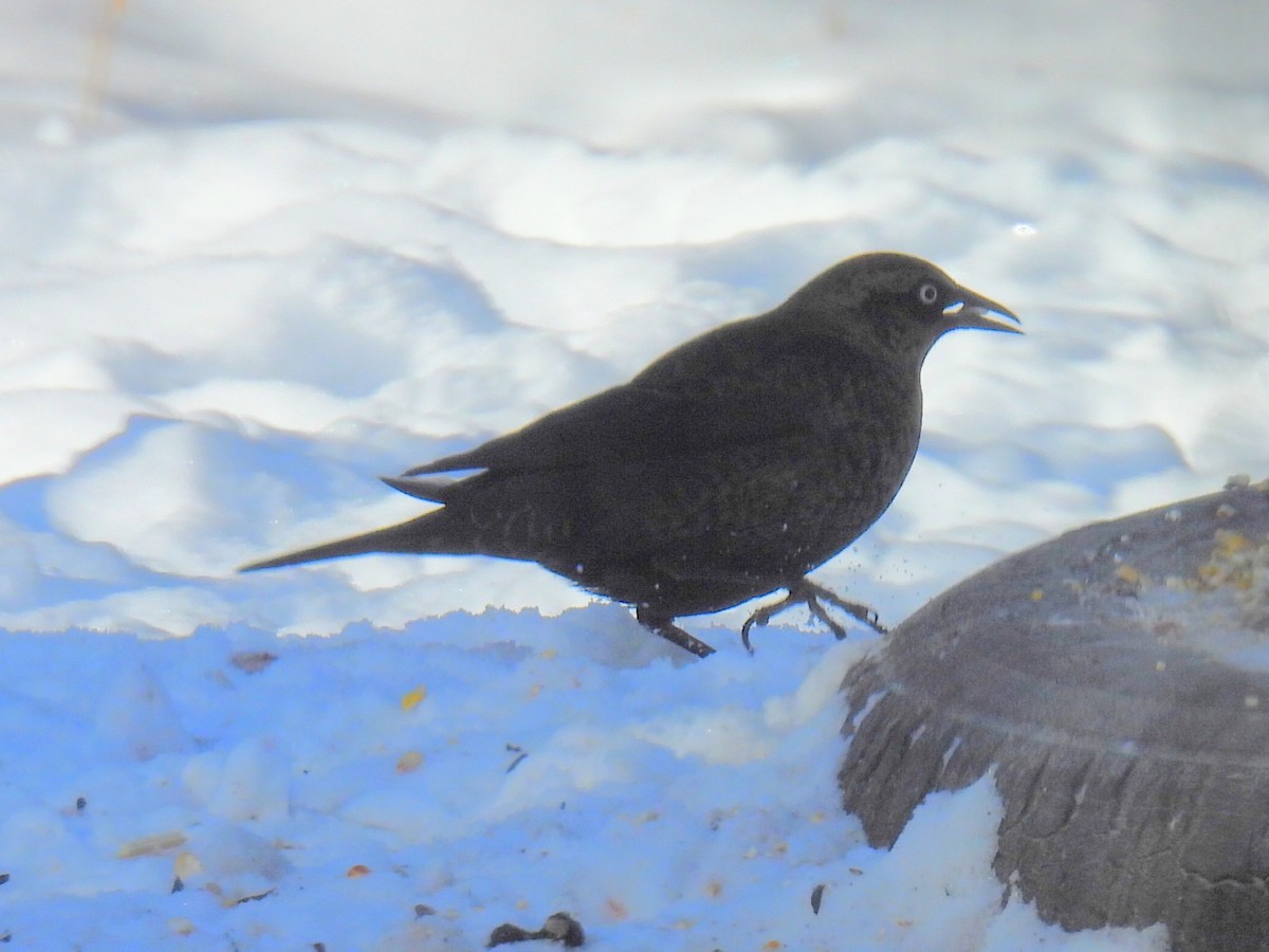 Rusty Blackbird - ML646556607