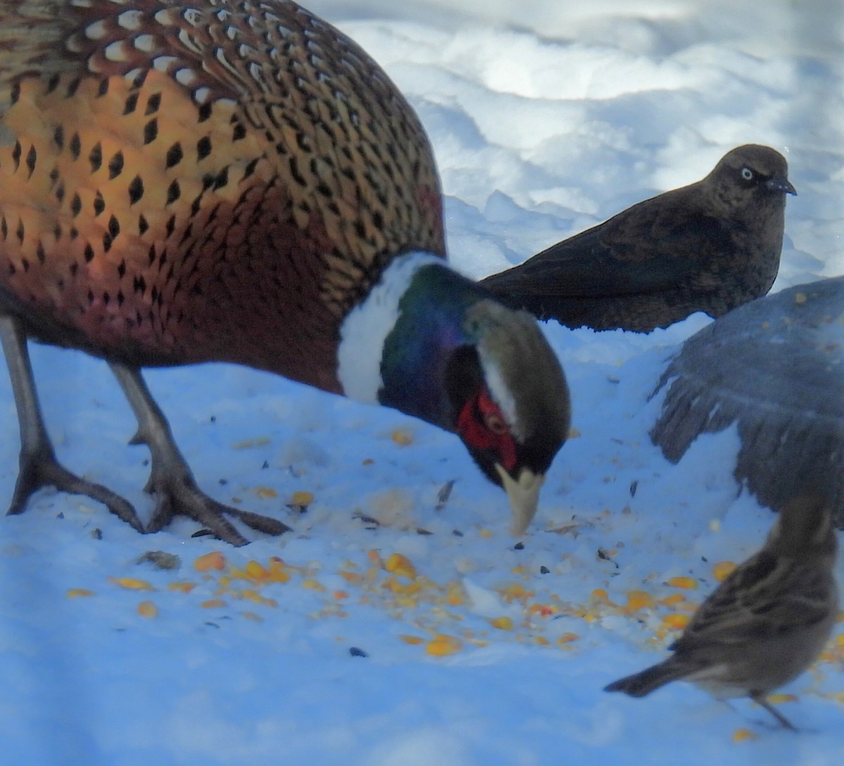 Rusty Blackbird - ML646556608