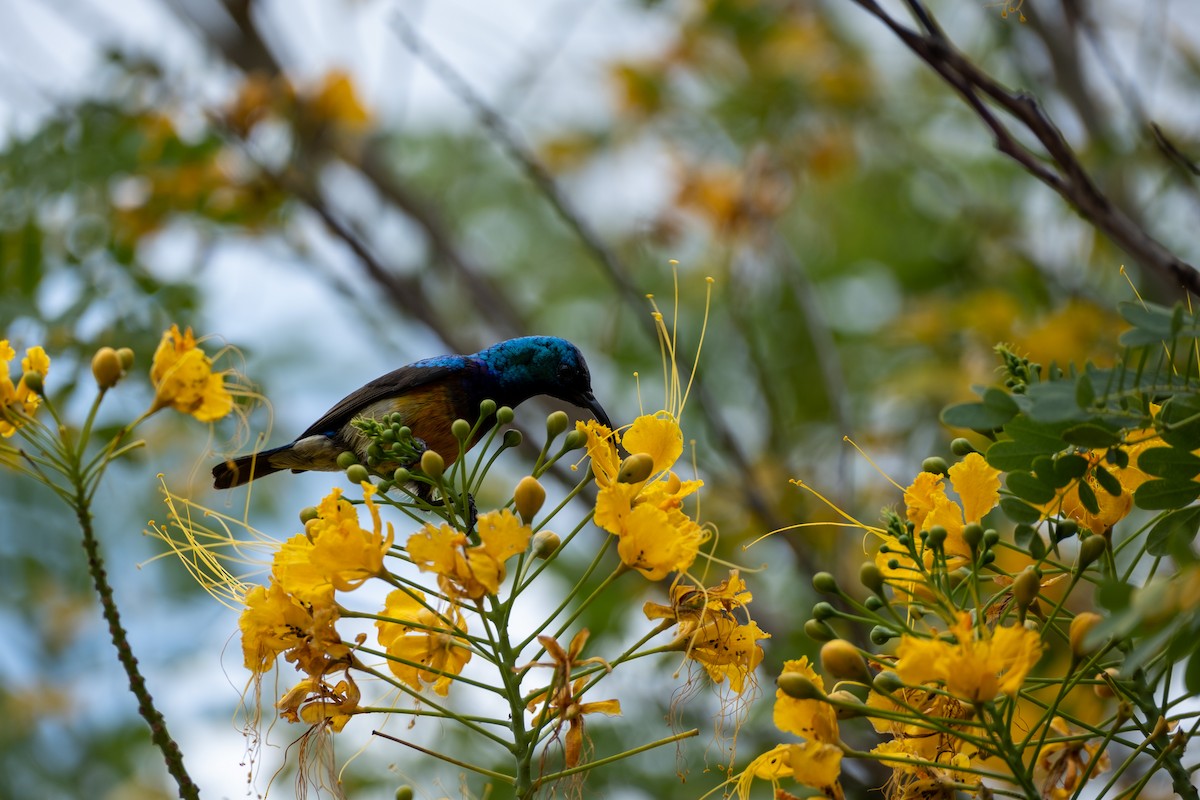 Variable Sunbird (Orange-chested) - ML646556609