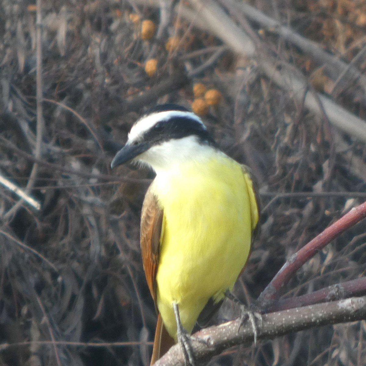 Great Kiskadee - ML646556610