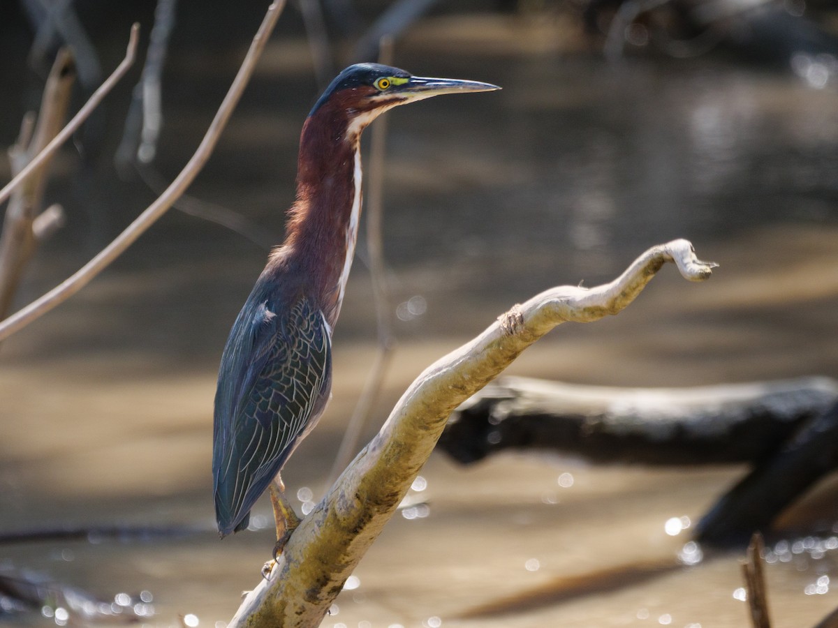 אנפית ירוקה - ML646556611
