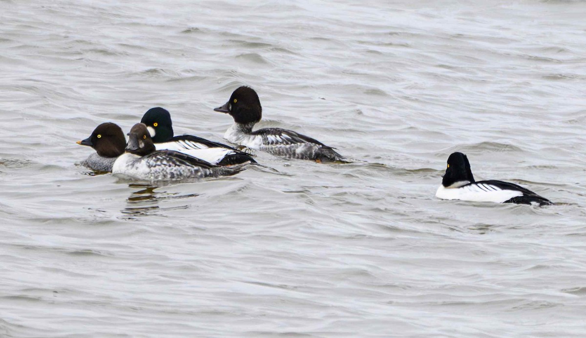 Common Goldeneye - ML646556612