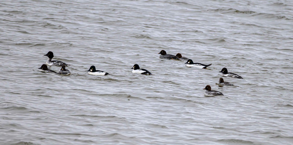Common Goldeneye - ML646556613