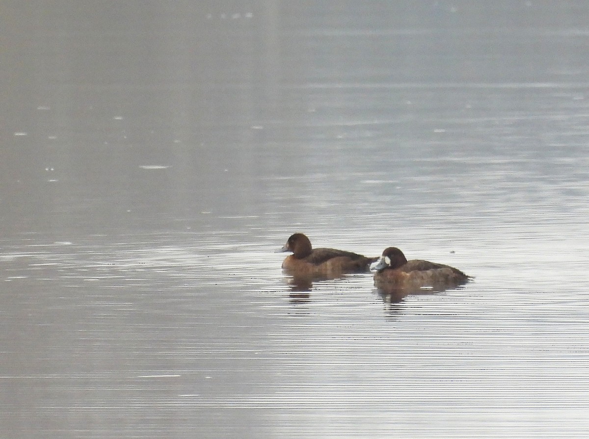 Greater Scaup - ML646556614