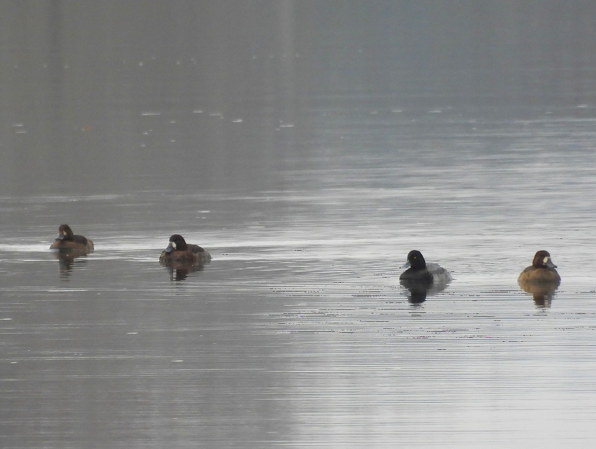 Greater Scaup - ML646556615