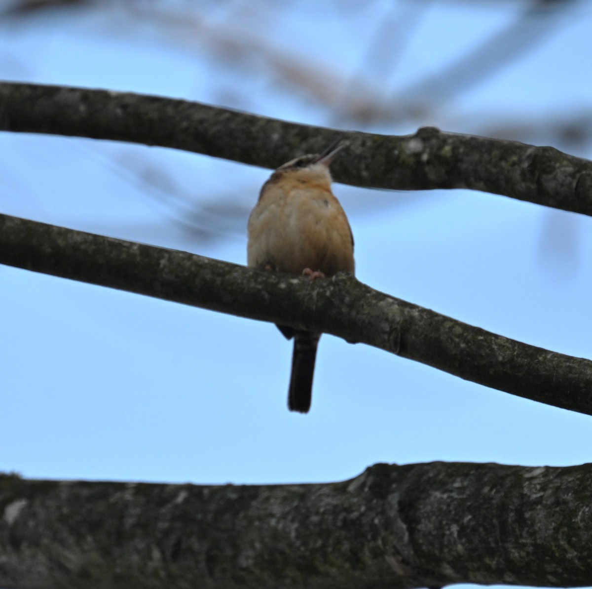 Carolina Wren - ML646556616