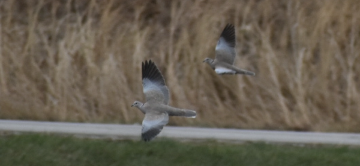 Буулгат хүүрзгэнэ - ML646556617