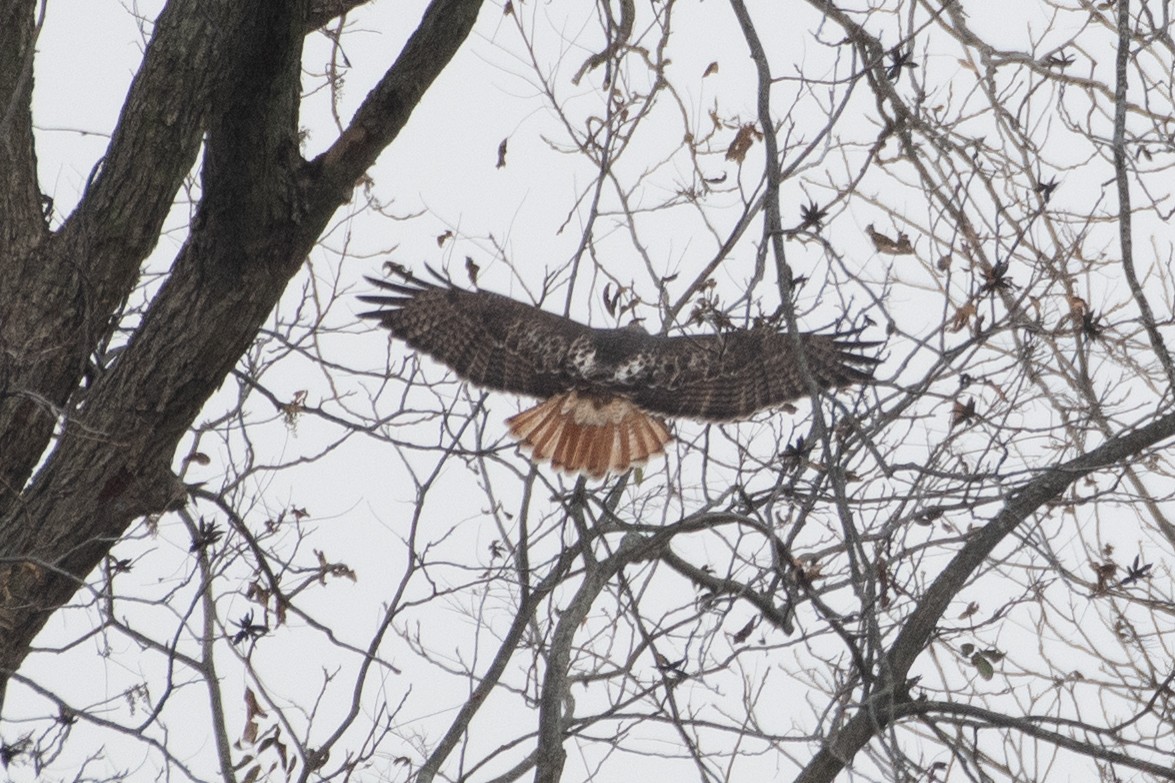 Red-tailed Hawk - ML646556619