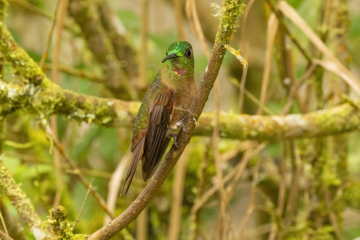 Brillante Pechigamuza - ML646556620