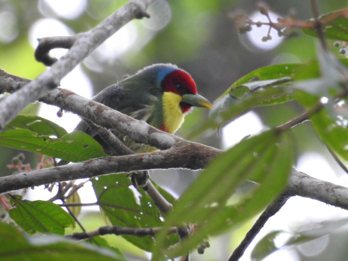 Versicolored Barbet - ML646556621
