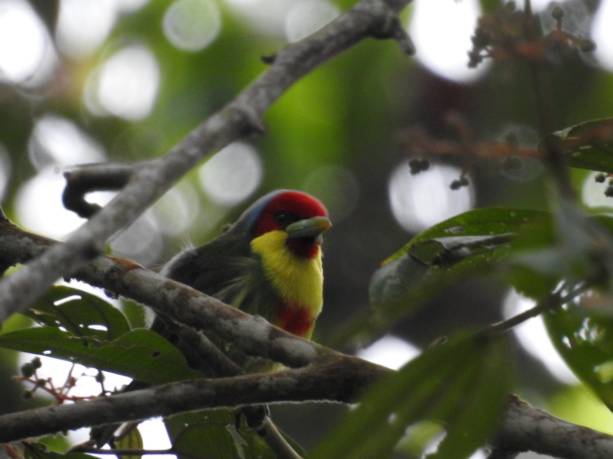 Versicolored Barbet - ML646556622