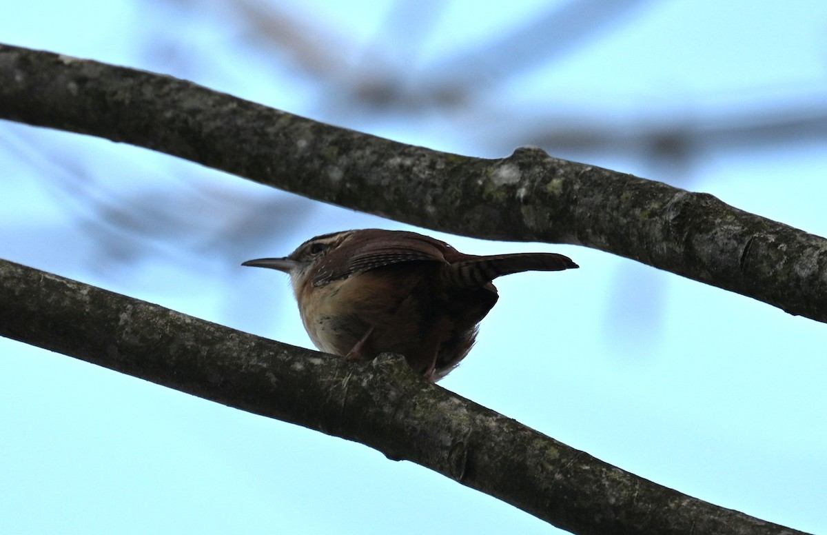 Carolina Wren - ML646556623