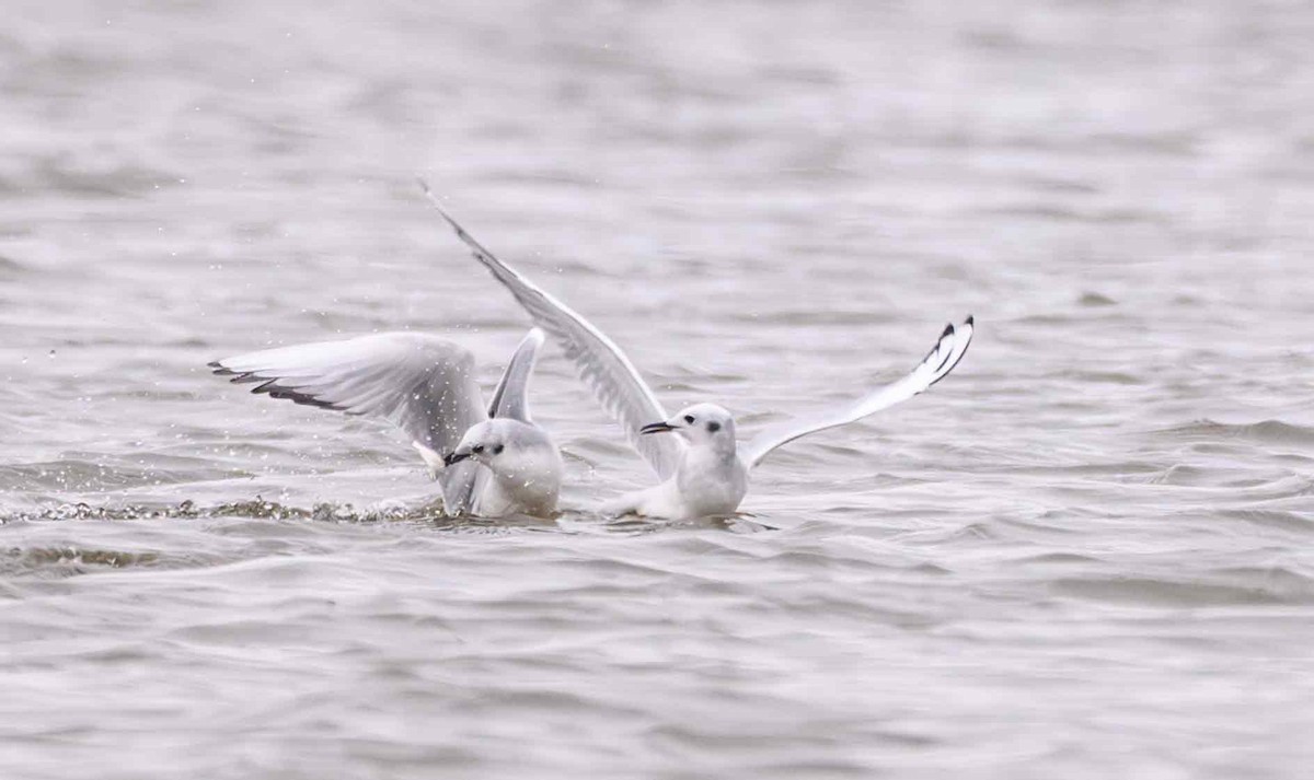 Bonaparte's Gull - ML646556624