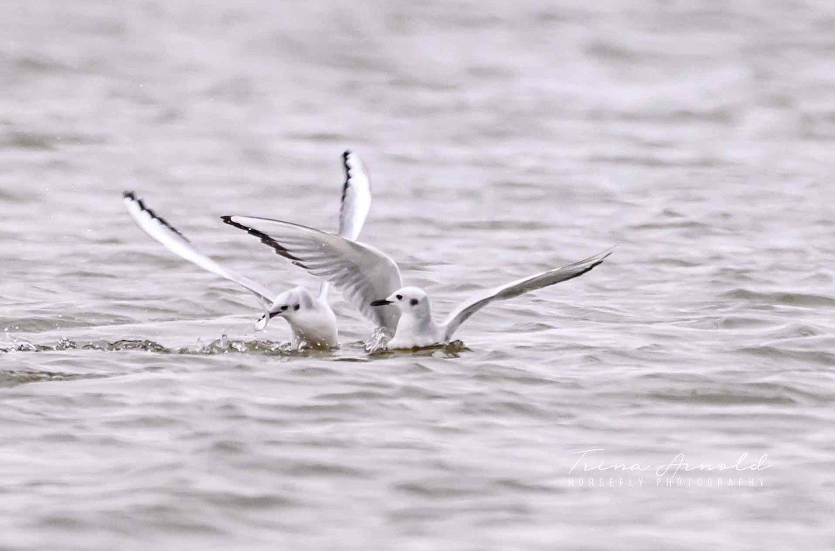 Bonaparte's Gull - ML646556625