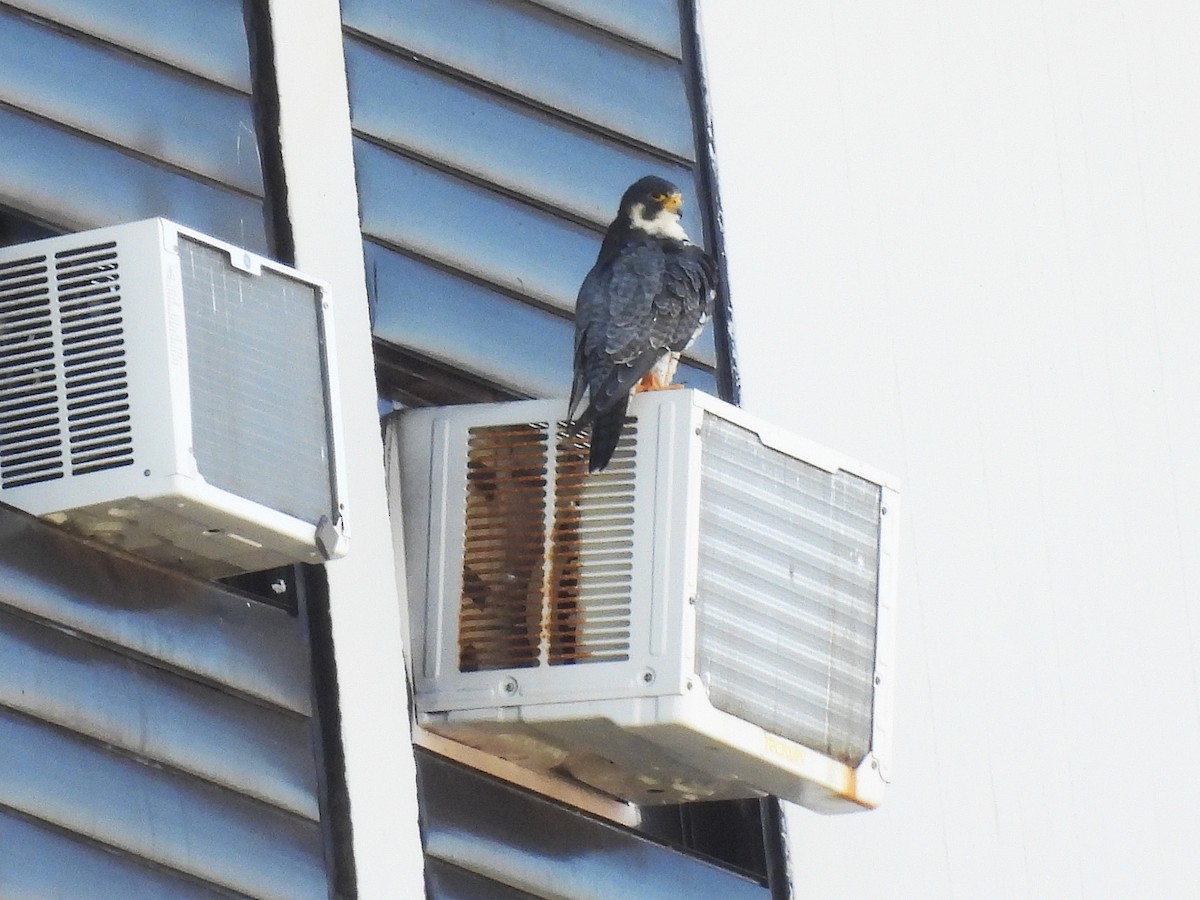 sokol stěhovavý - ML646556629