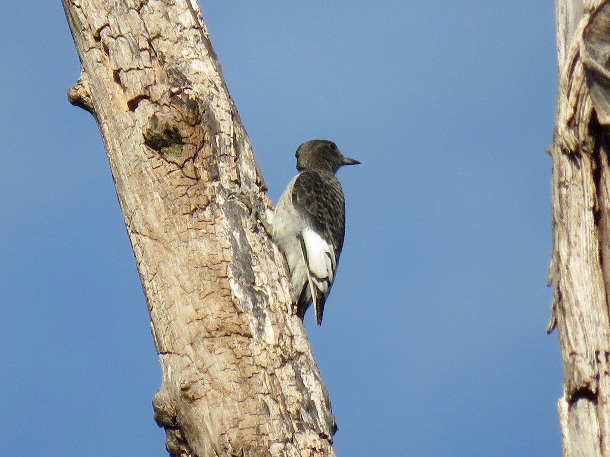 Carpintero Cabecirrojo - ML646556630