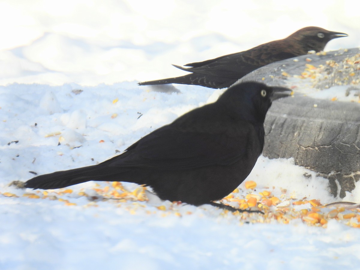 Purpurgrackel - ML646556631