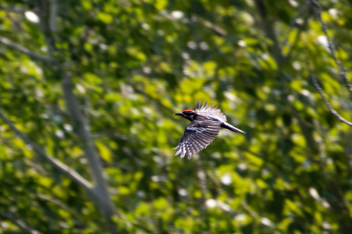 Chupasavia Nuquirrojo - ML646556632