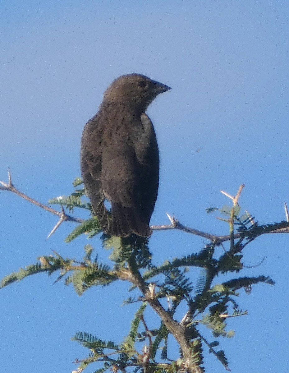 Brown-headed Cowbird - ML646556633
