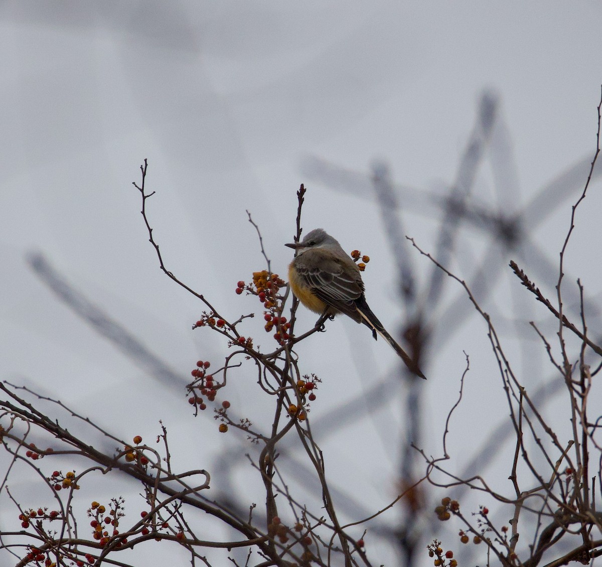 Scissor-tailed Flycatcher - ML646556637