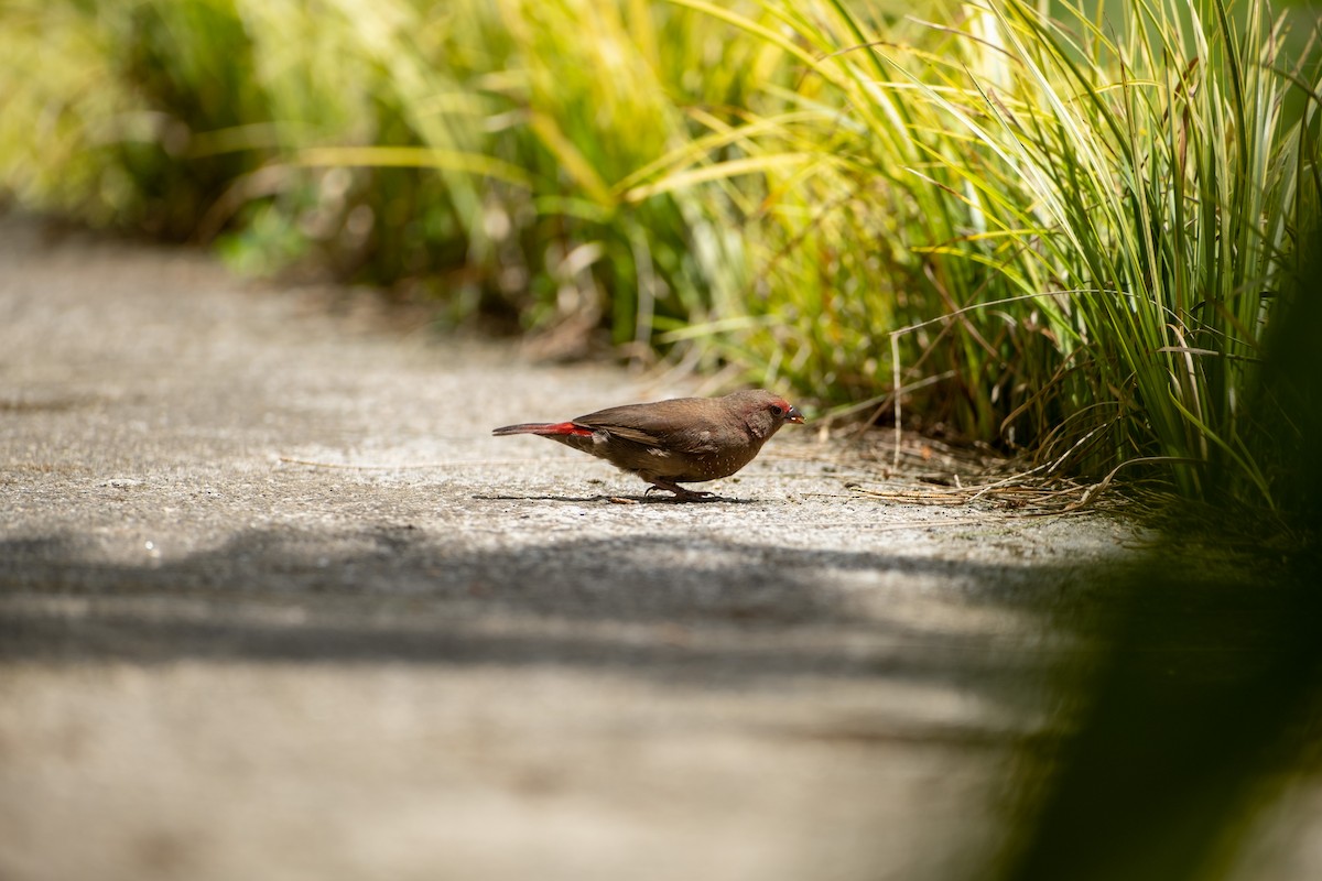 Red-billed Firefinch - ML646556640