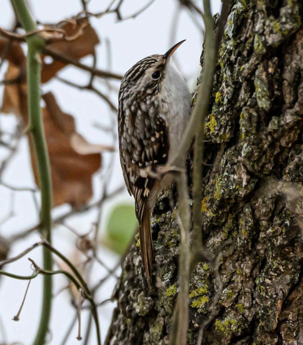 Amerikabaumläufer - ML646556642