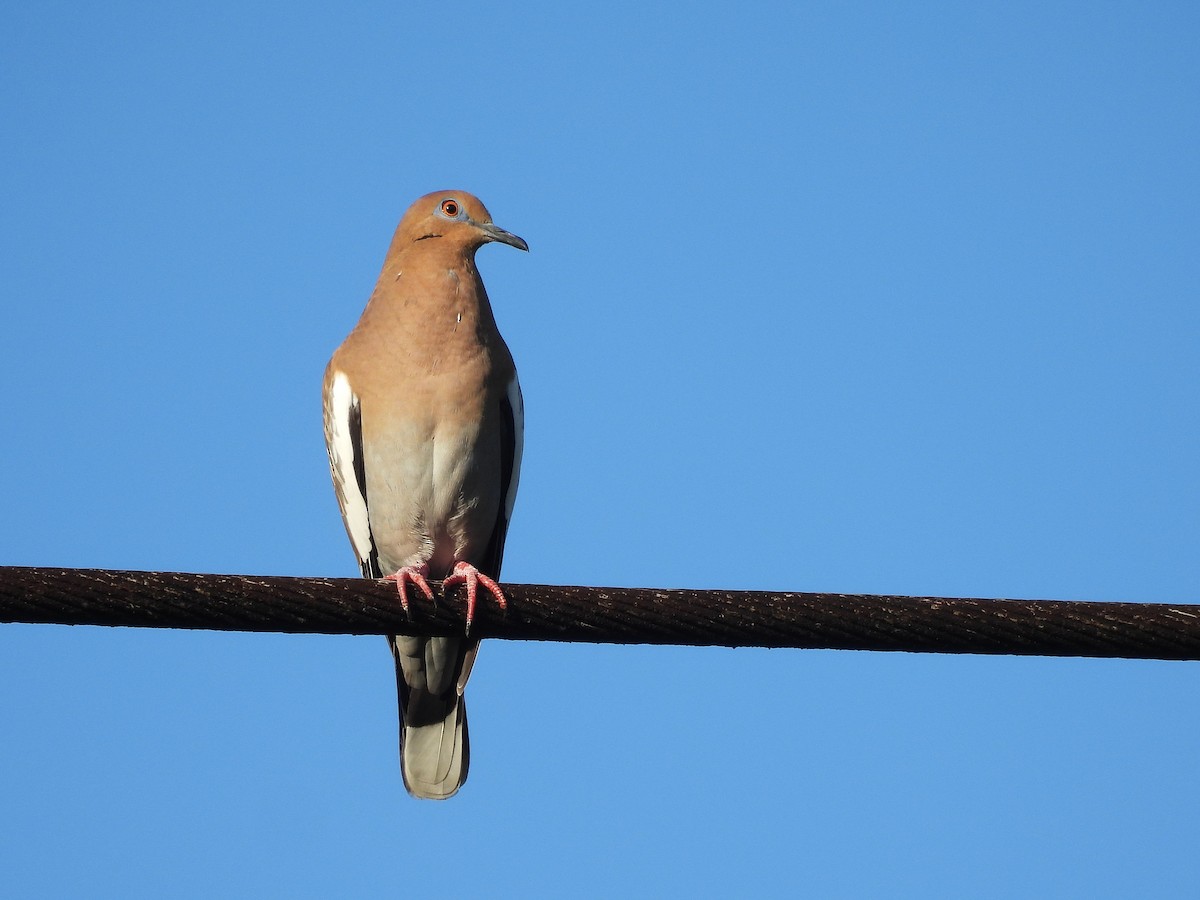 White-winged Dove - ML646556643