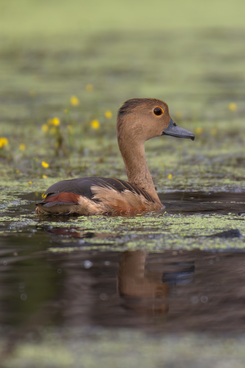Lesser Whistling-Duck - ML646556644