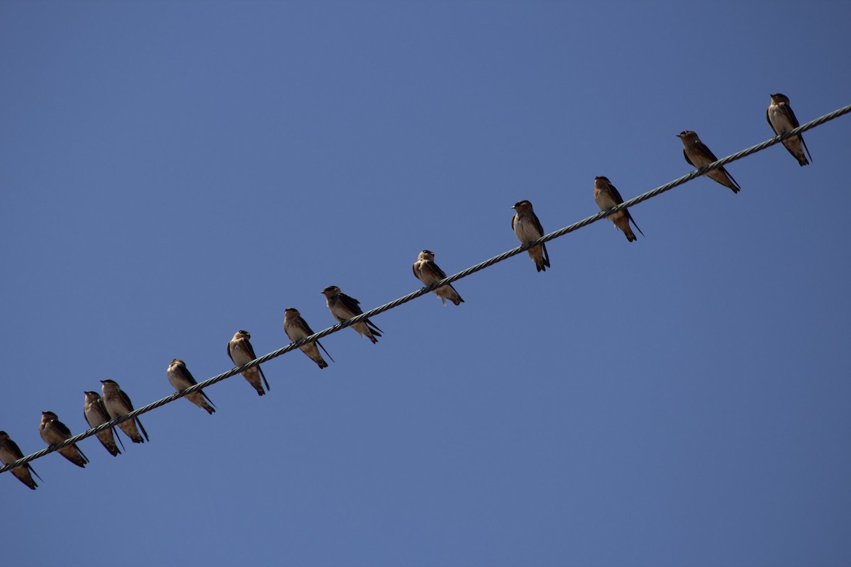 Cave Swallow (Caribbean) - ML646556646