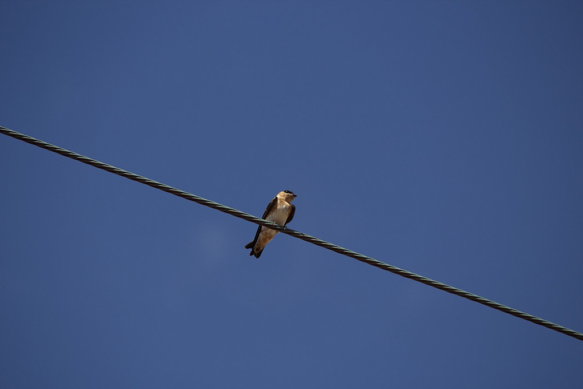Cave Swallow (Caribbean) - ML646556647