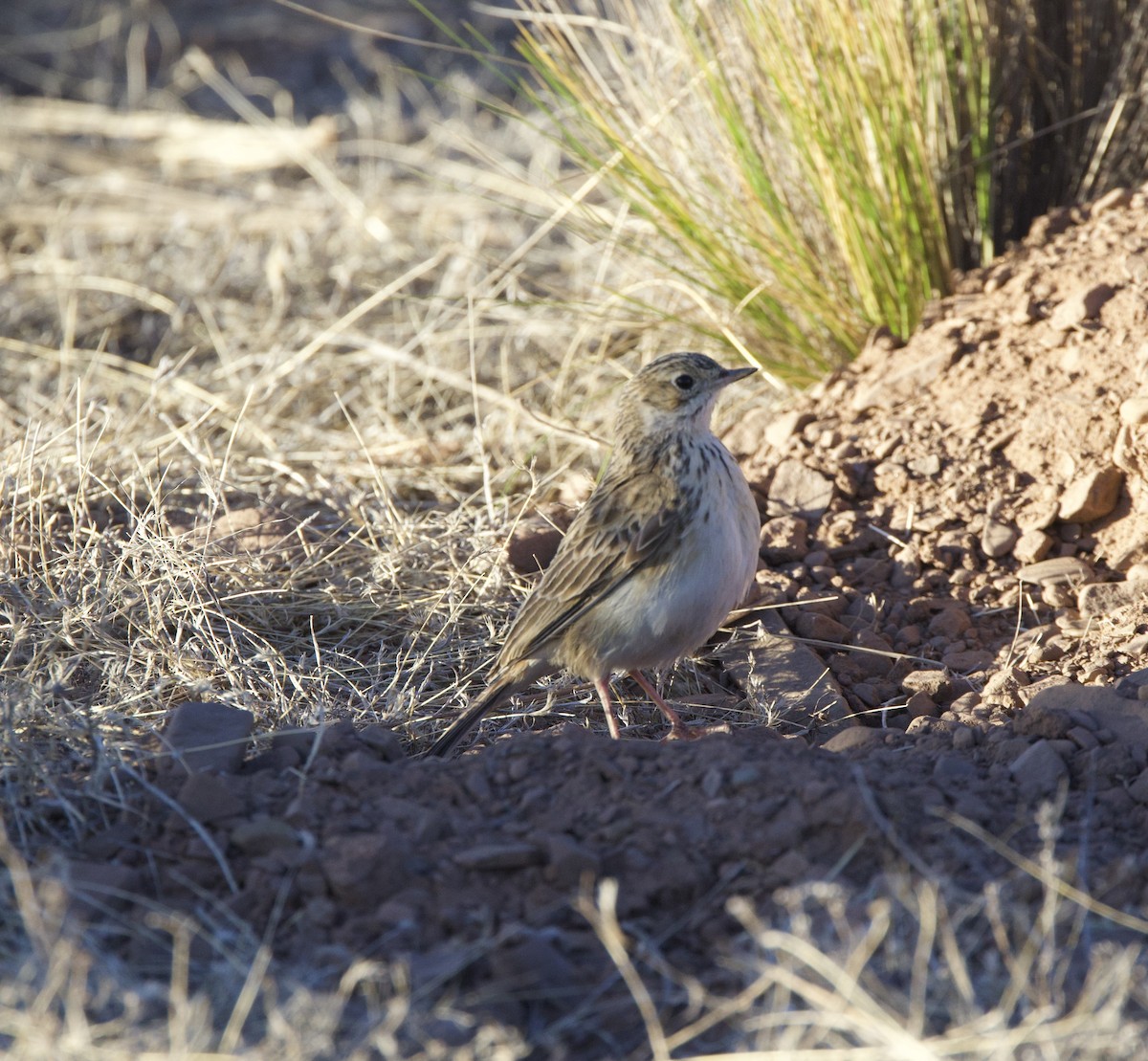 Puna Pipit - ML646556648