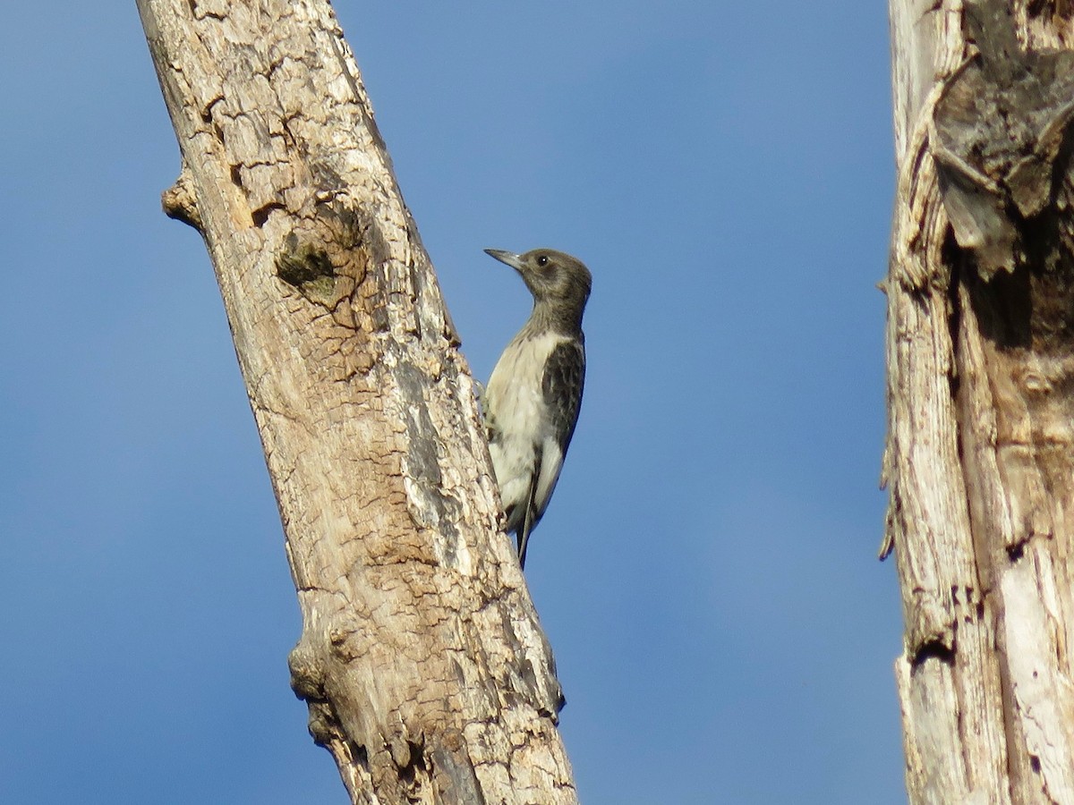 Carpintero Cabecirrojo - ML646556651