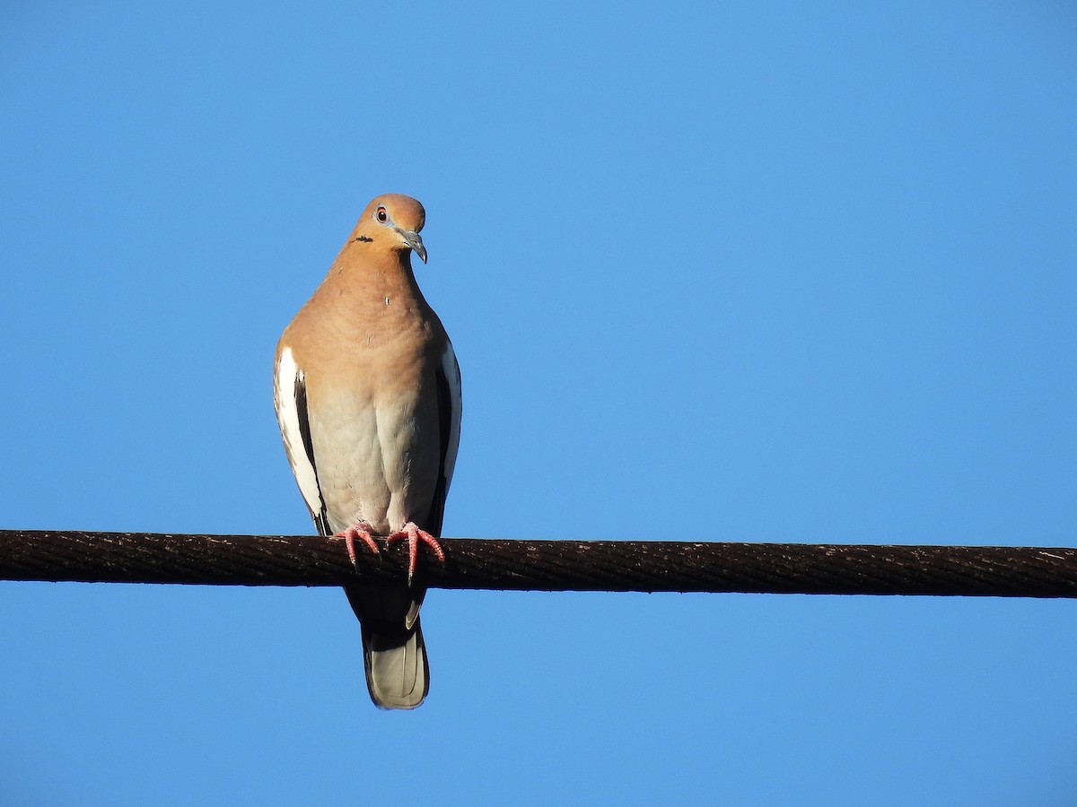White-winged Dove - ML646556652
