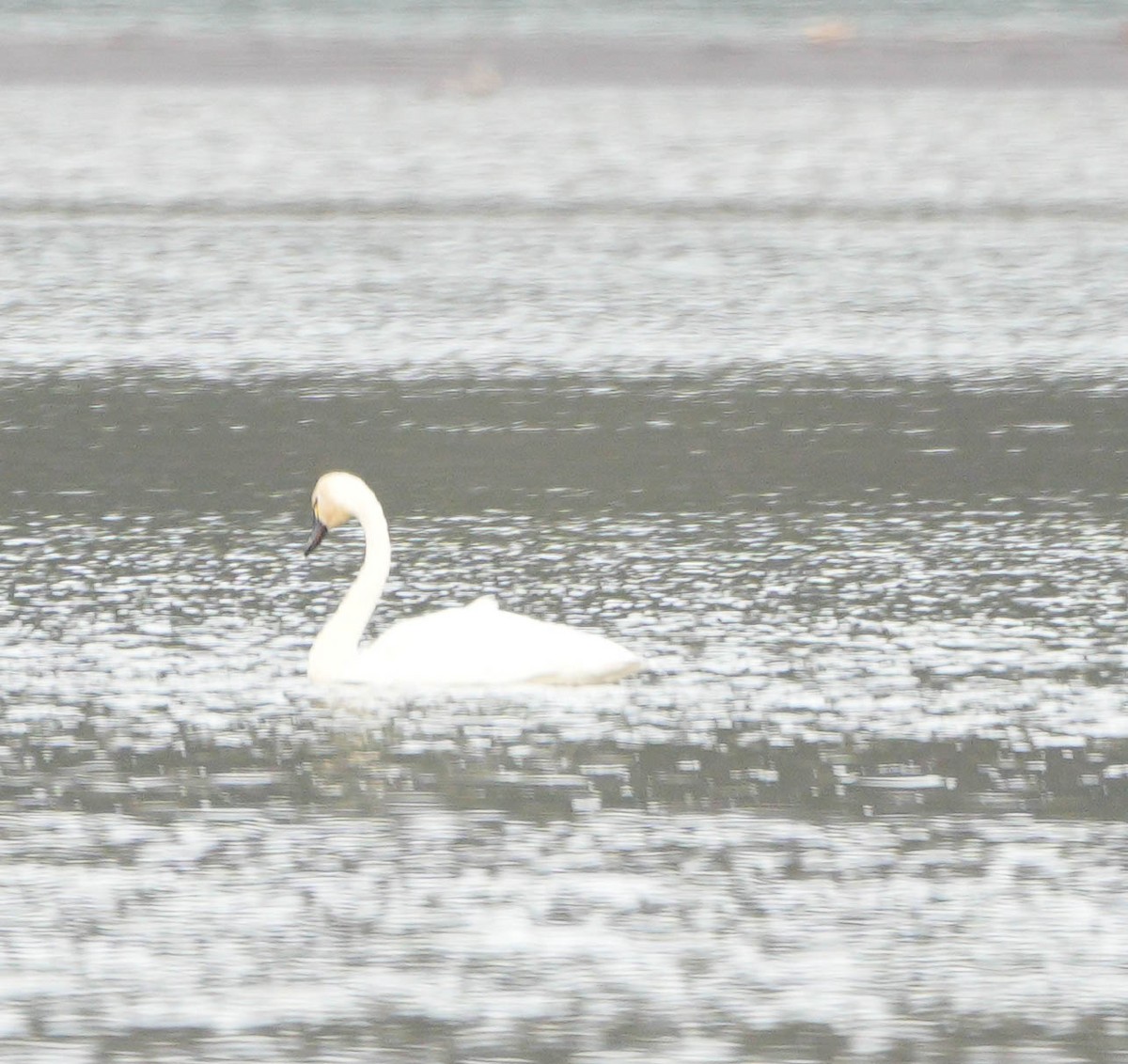 Tundra Swan - ML646556653
