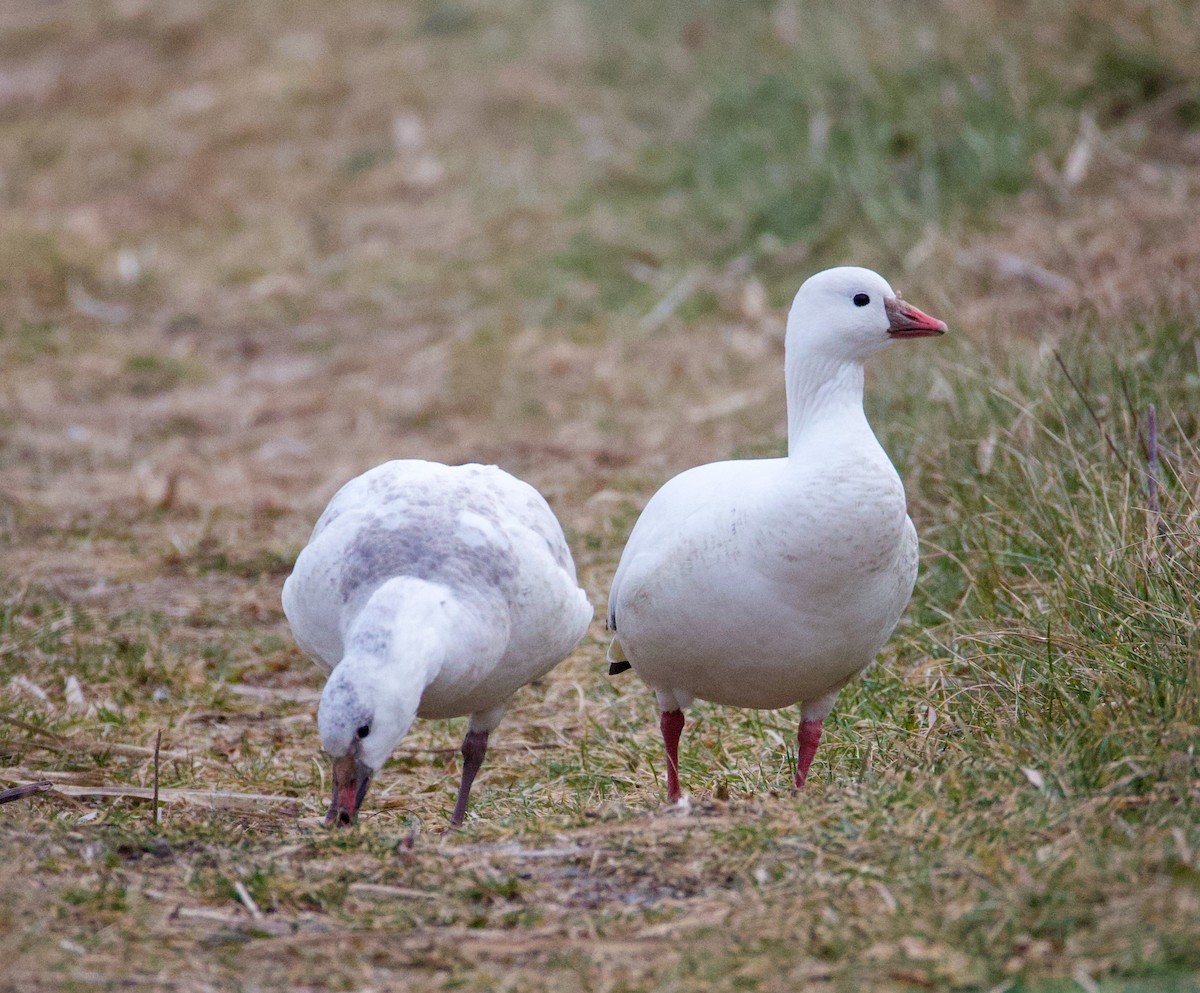 אווז קנדי - ML646556657