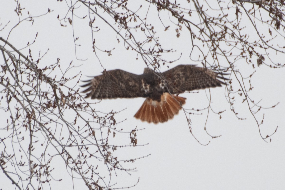 Red-tailed Hawk - ML646556658