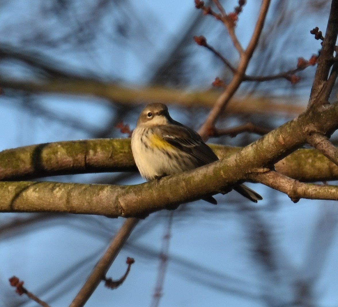 Yellow-rumped Warbler - ML646556659