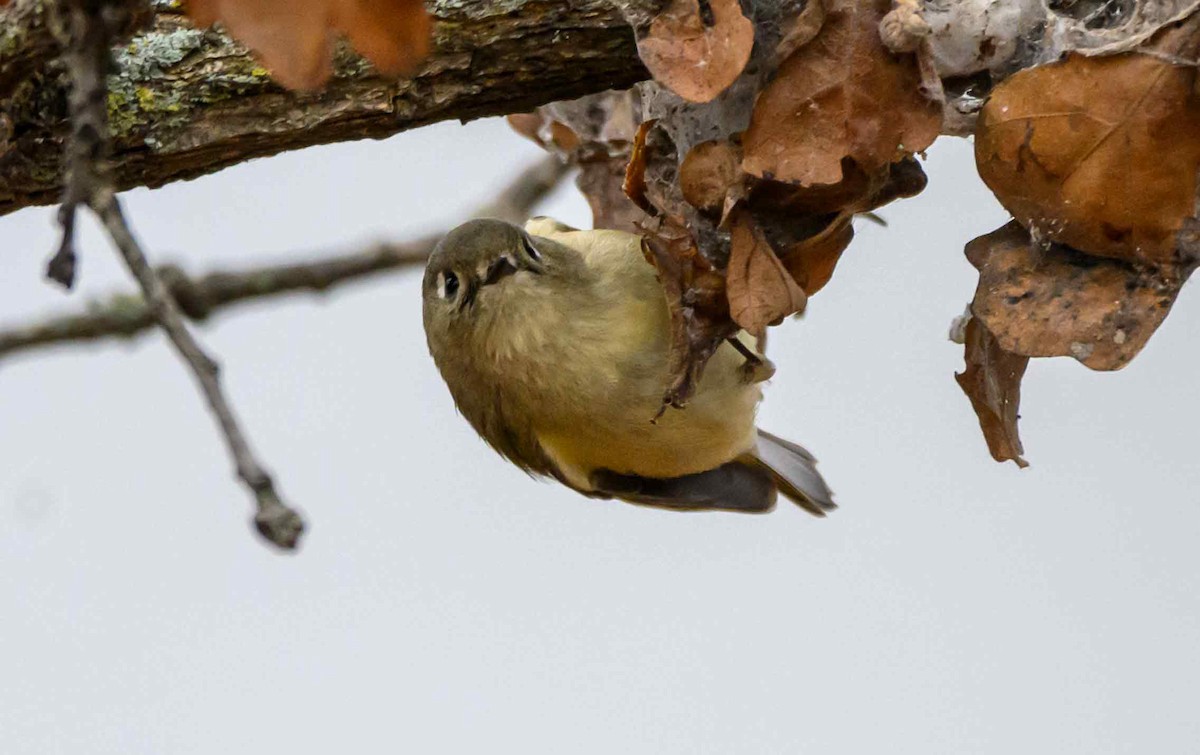 Ruby-crowned Kinglet - ML646556664