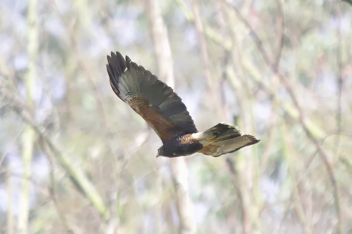 モモアカノスリ - ML646556665