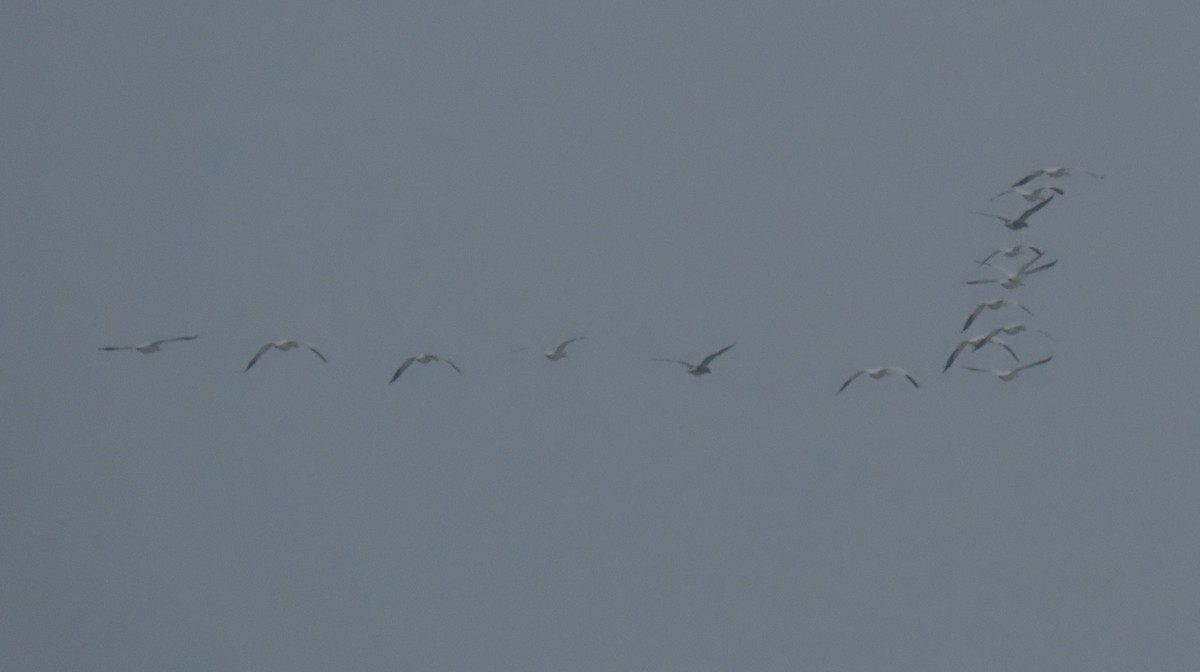 Snow Goose - ML646556666